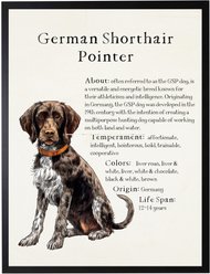 Antique Curiosities German Shorthair Pointer Dog Watercolor Print