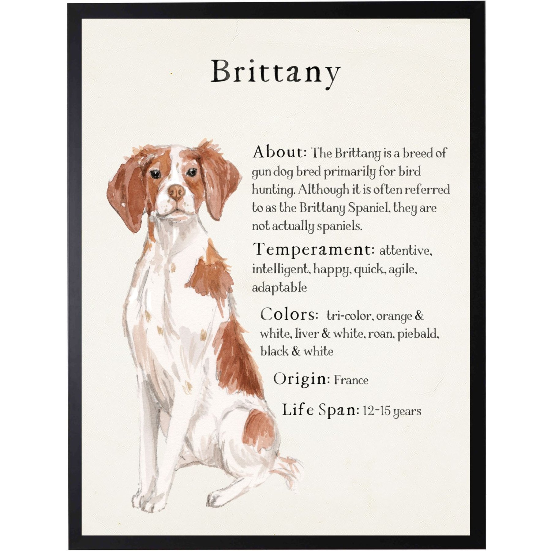 Antique Curiosities Brittany Dog Watercolor Print