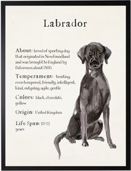 Antique Curiosities Black Lab Dog Watercolor Print