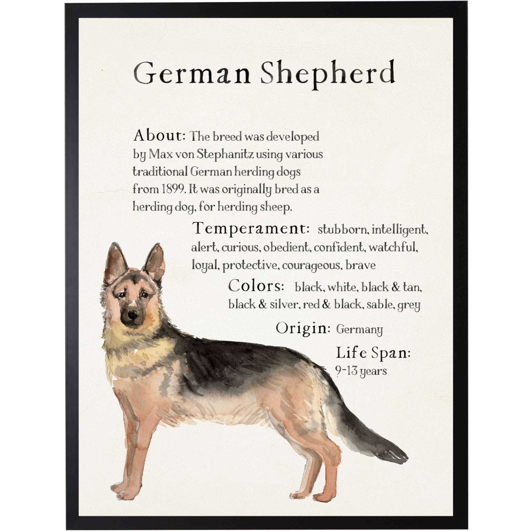 Antique Curiosities German Shepherd Dog Watercolor Print
