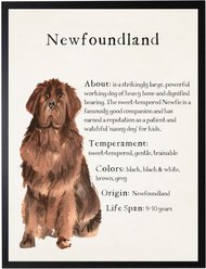 Antique Curiosities Newfoundland Dog Watercolor Print