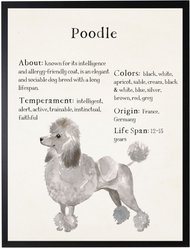 Antique Curiosities Poodle Dog Watercolor Print
