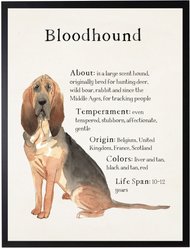 Antique Curiosities Blood Hound Dog Watercolor Print