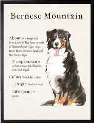 Antique Curiosities Bernese Mountain Dog Watercolor Print