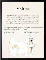 Antique Curiosities Maltese Dog Watercolor Print