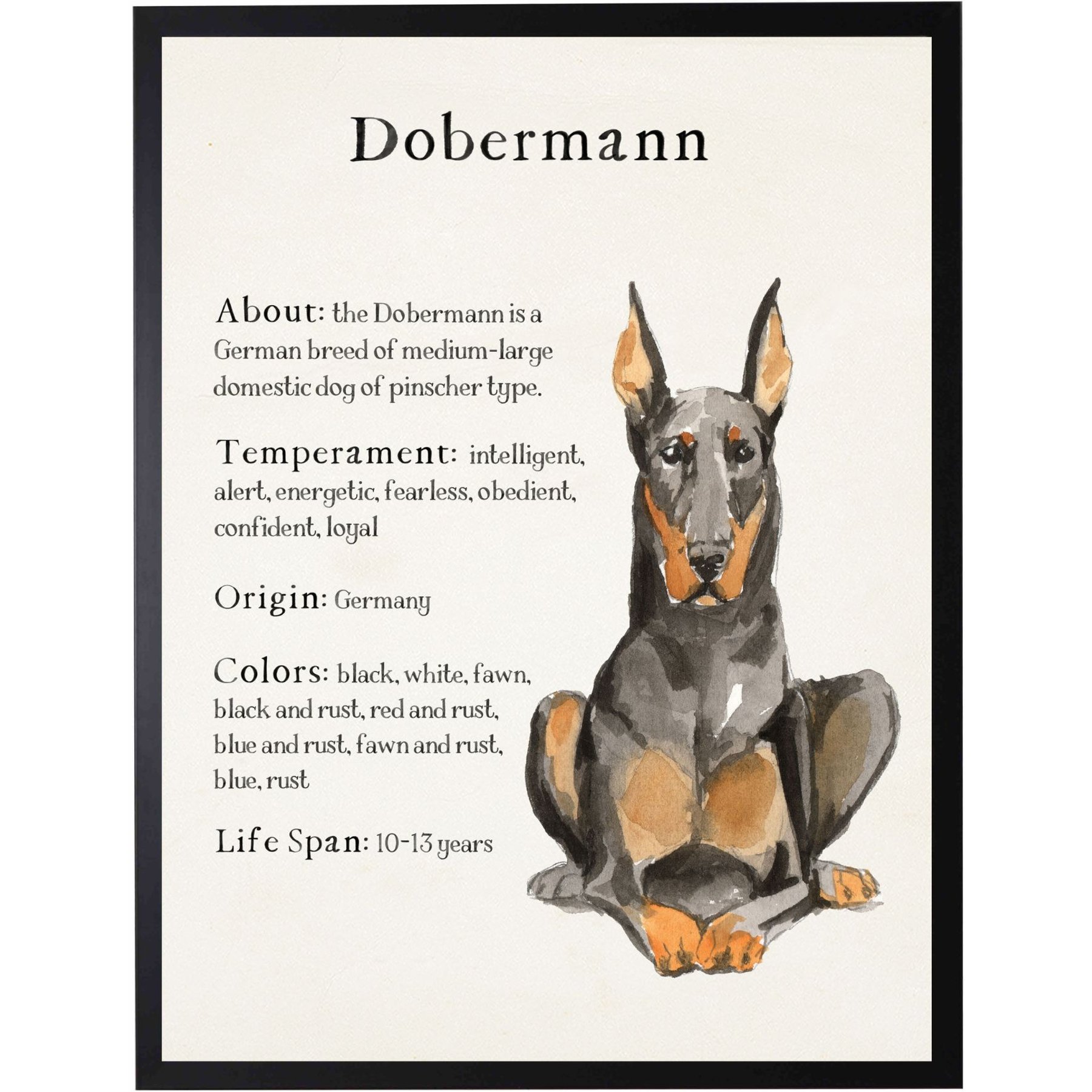 Antique Curiosities Dobermann Dog Watercolor Print