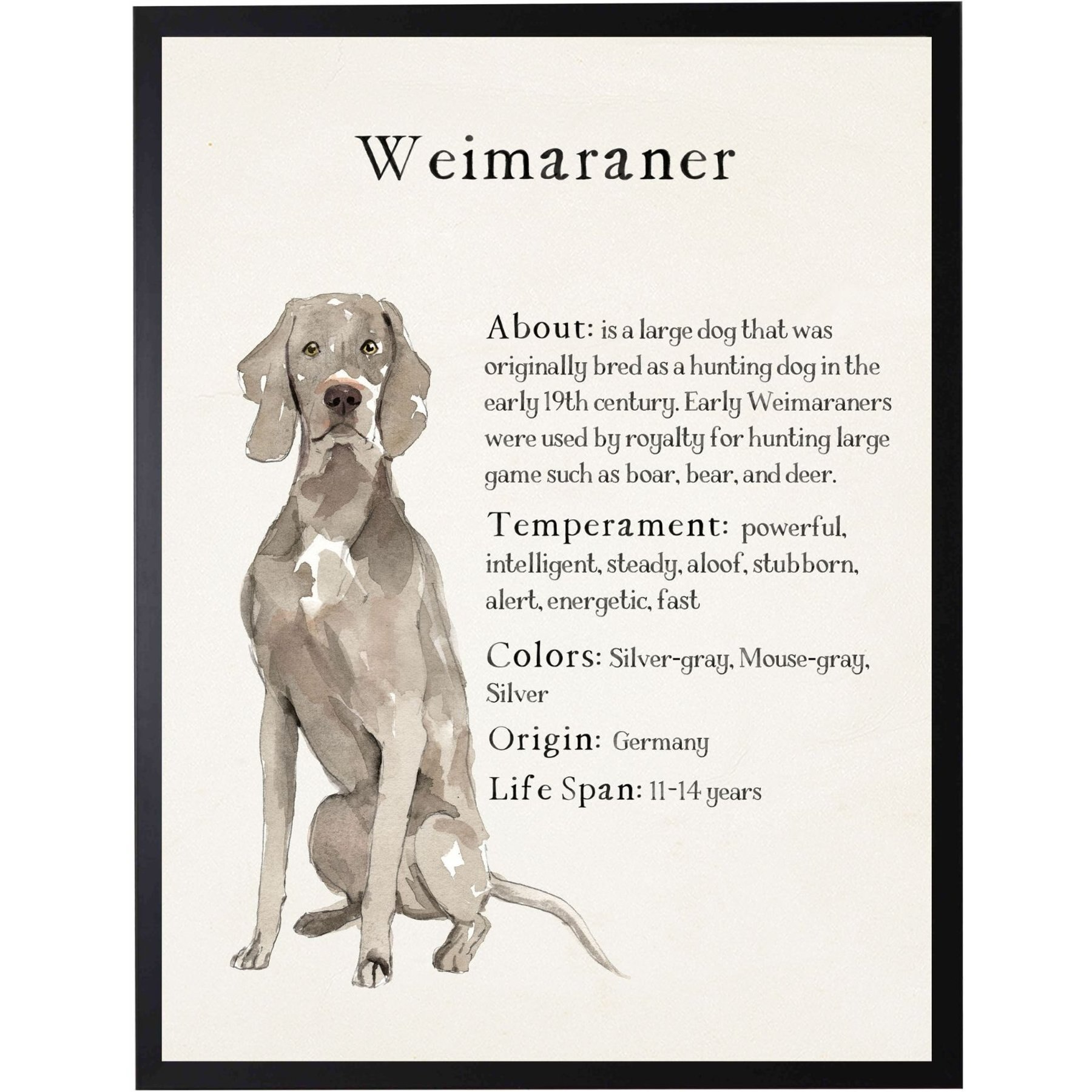 Antique Curiosities Weimaraner Dog Watercolor Print