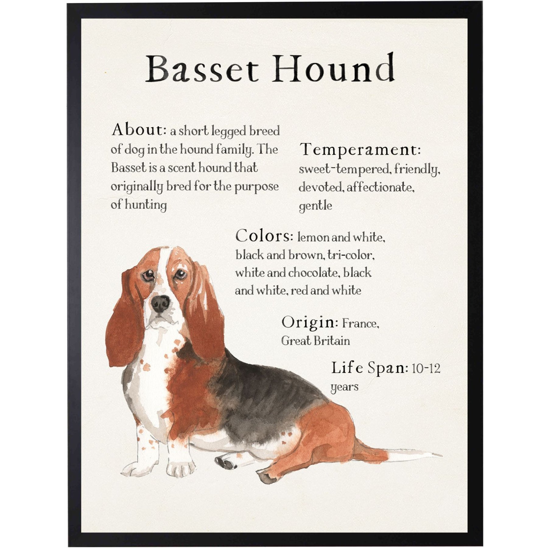 Antique Curiosities Basset Hound Dog Watercolor Print