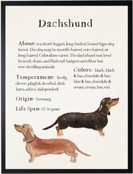 Antique Curiosities Dachshund Dog Watercolor Print