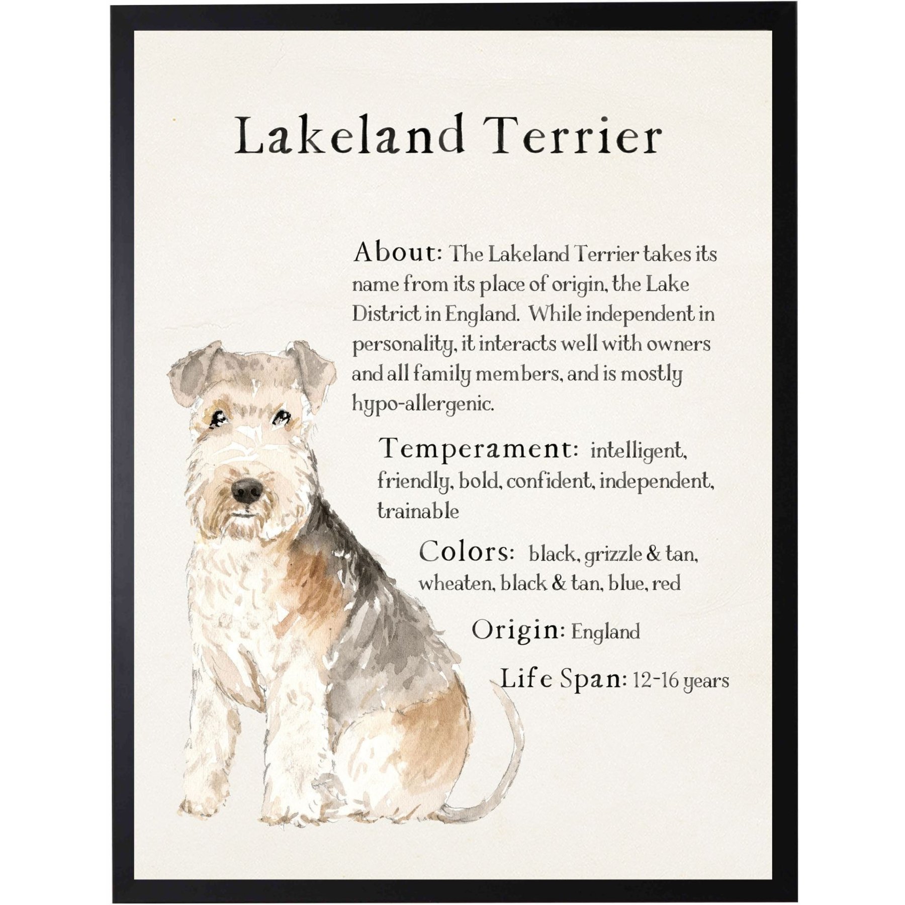 Antique Curiosities Lakeland Terrier Dog Watercolor Print