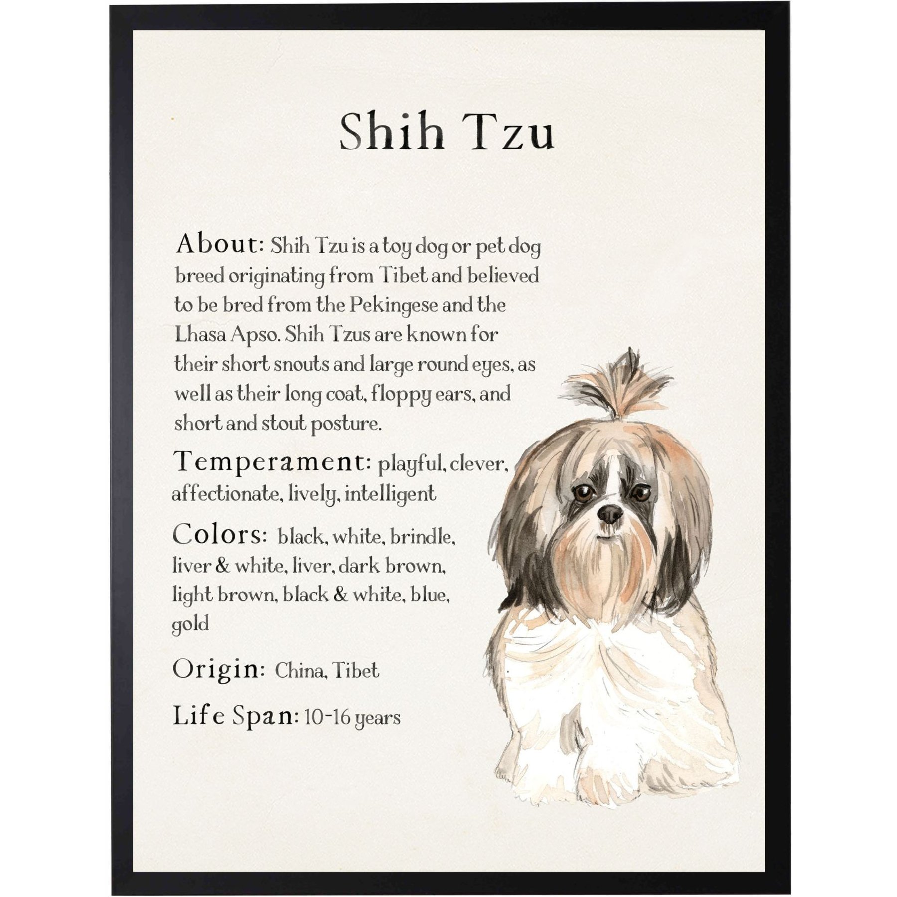 Antique Curiosities Shih Tzu Dog Watercolor Print