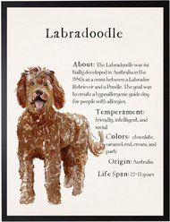 Antique Curiosities Labradoodle Dog Watercolor Print