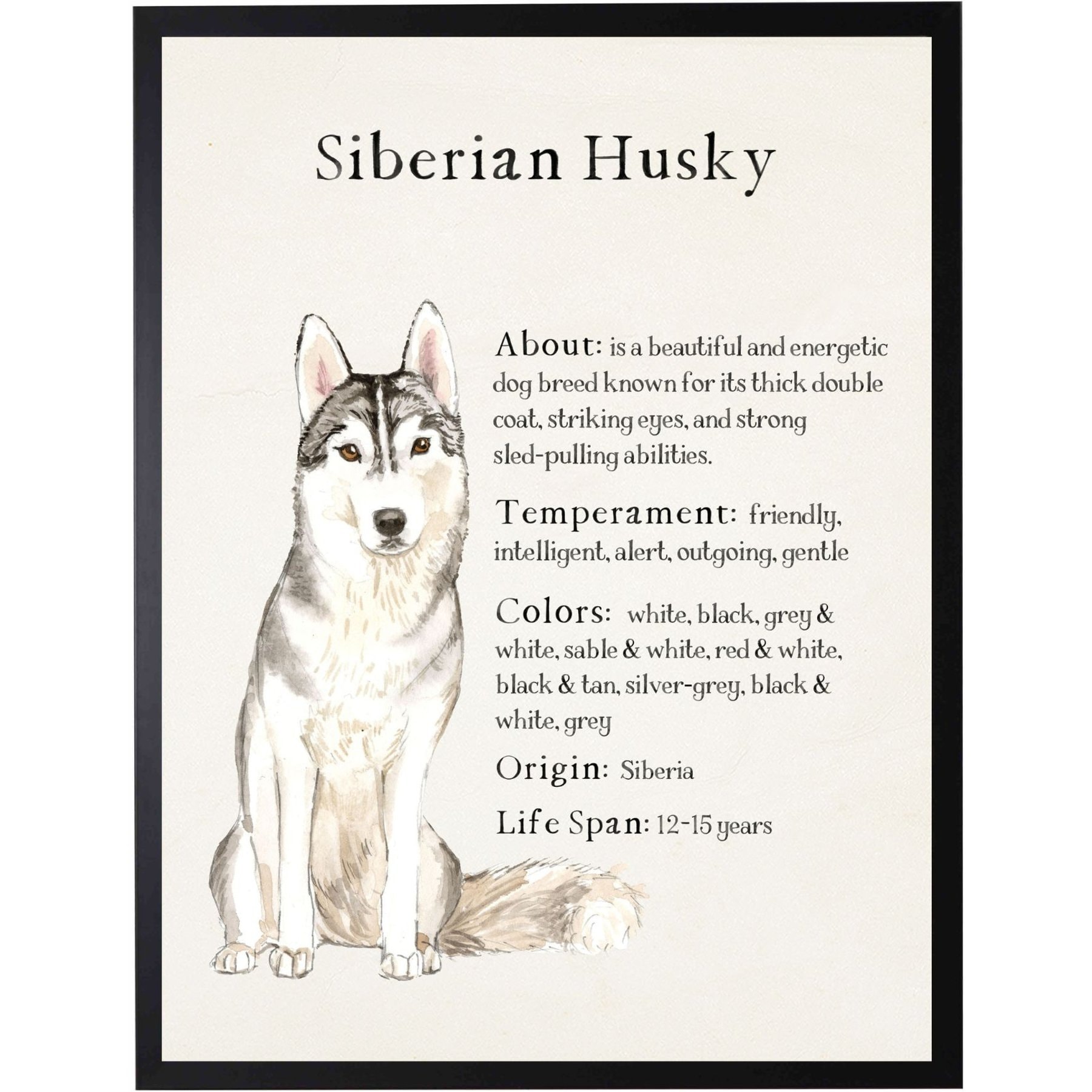 Antique Curiosities Siberian Husky Dog Watercolor Print