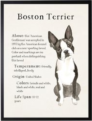 Antique Curiosities Boston Terrier Dog Watercolor Print