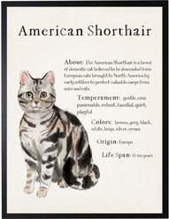 Antique Curiosities American Short Hair Cat Watercolor Print