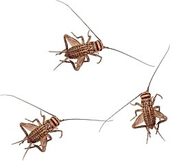 Feeder Insects Live Crickets Reptile Food, Medium, 60 count