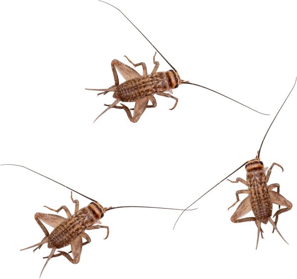 Show full view: Feeder Insects Live Crickets Reptile Food, Medium, 60 count slide 1 of 5