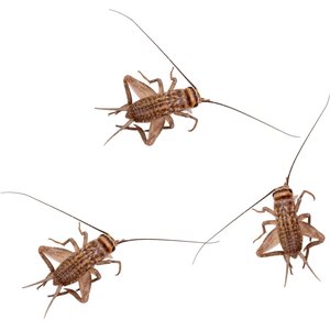 Feeder Insects Live Crickets Reptile Food, Medium, 60 count