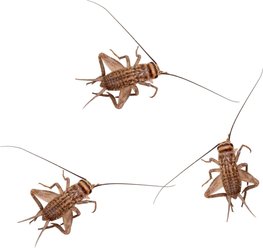 Feeder Insects Live Crickets Reptile Food, Medium, 250 count