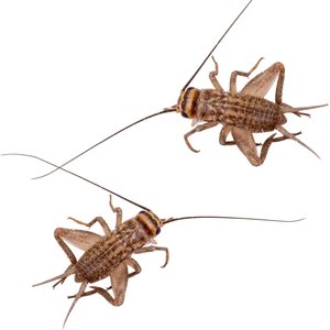Feeder Insects Live Crickets Reptile Food, Large, 120 count