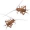 Show in main carousel: Feeder Insects Live Crickets Reptile Food, Large, 120 count slide 1 of 6