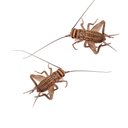Feeder Insects Live Crickets Reptile Food, Large, 1000 count