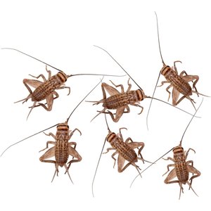 Feeder Insects Live Crickets Reptile Food, Small, 250 count