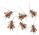 Feeder Insects Live Crickets Reptile Food, Small, 60 count