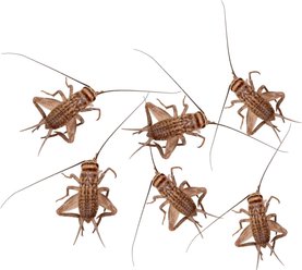 Feeder Insects Live Crickets Reptile Food, Small, 60 count