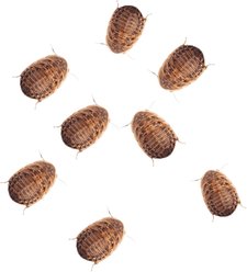 Feeder Insects Live Dubia Reptile Food, Small, 100 count