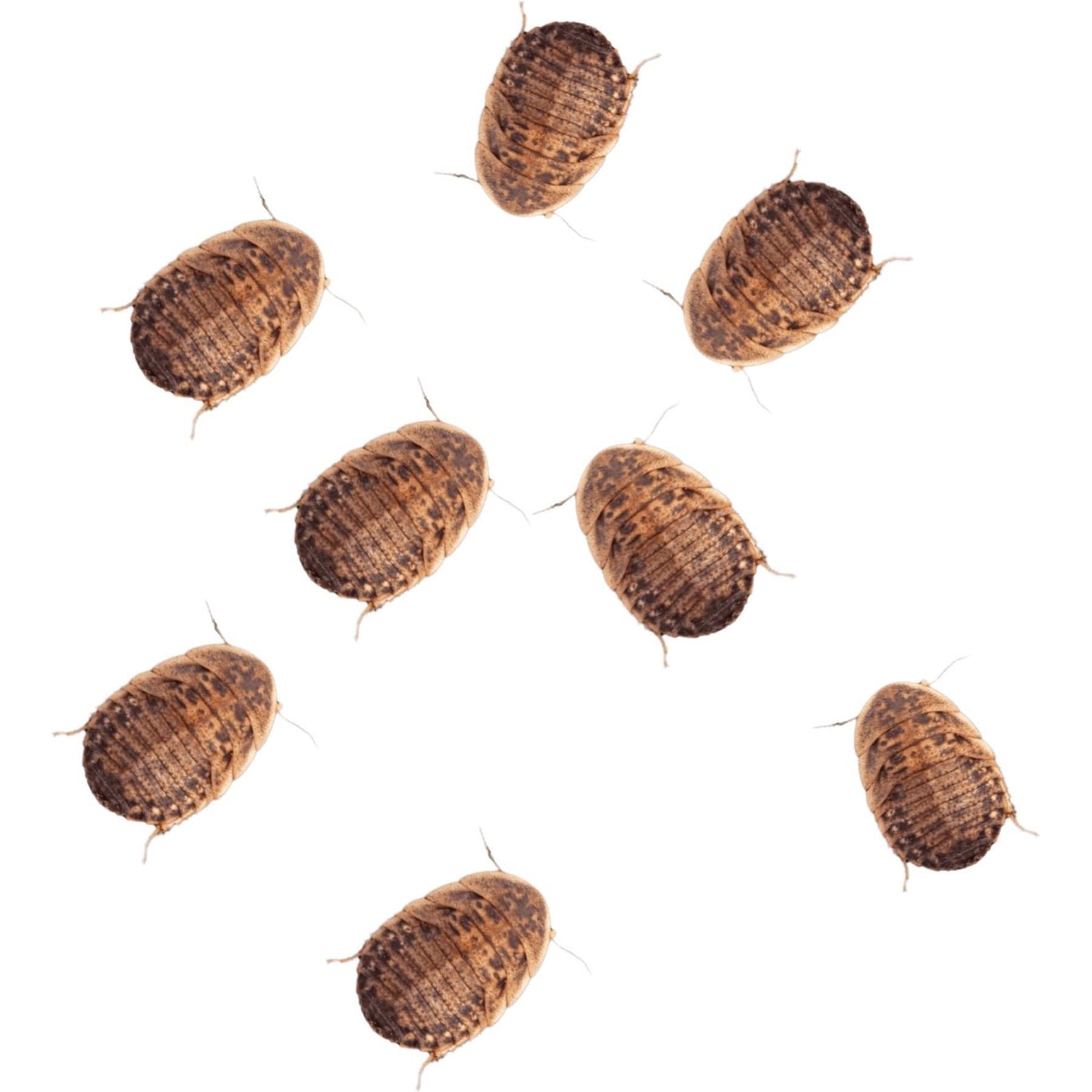 Feeder Insects Live Dubia Reptile Food, Small, 250 count