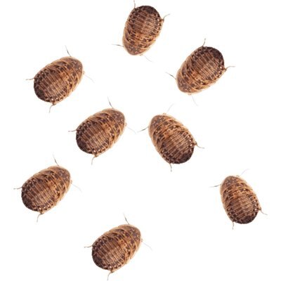 Feeder Insects Feeder Insects Live Dubia Reptile Food, Small, 50 count