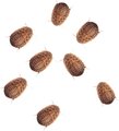 Feeder Insects Live Dubia Reptile Food, Small, 50 count