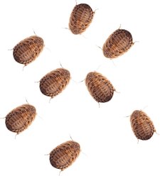 Feeder Insects Live Dubia Reptile Food, Small, 50 count