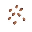 Feeder Insects Live Dubia Reptile Food, Small, 1000 count