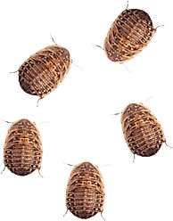 Feeder Insects Live Dubia Reptile Food, Medium, 50 count