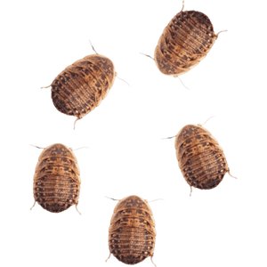 Feeder Insects Live Dubia Reptile Food, Medium, 50 count