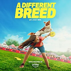 Purina Pro Plan Sport High Protein Salmon & Cod Entrée Wet Dog Food, 13-oz can, case of 12 slide 2 of 9