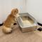 Show in main carousel: Wisfor High Sided Spill Proof Stainless Steel Cat Litter Box Pan with Spoon, Large: 13-in slide 3 of 9