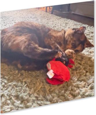 Show full view: Kitty Ka-Zoom Zoomie Crab Refillable Catnip Cat Toy with Catnip slide 4 of 5