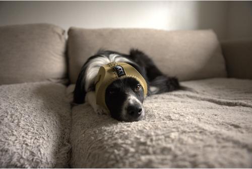 Show full view: Rex Specs Dog Ear Pro, Coyote, 4 slide 4 of 9