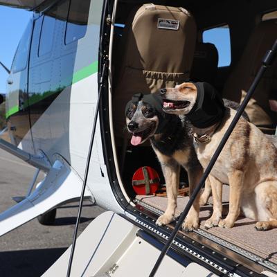 Show full view: Rex Specs Dog Ear Pro, Black, 2 slide 4 of 9