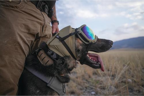 Show full view: Rex Specs Dog Ear Pro, Coyote, 4 slide 8 of 9