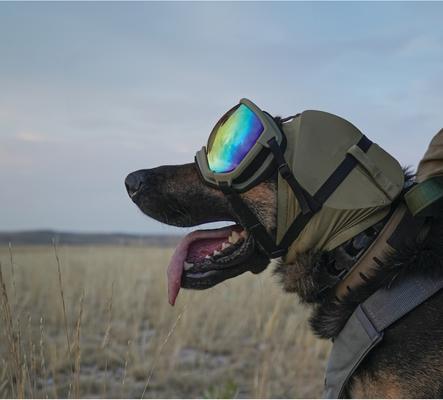 Show full view: Rex Specs Dog Ear Pro, Coyote, 4 slide 7 of 9