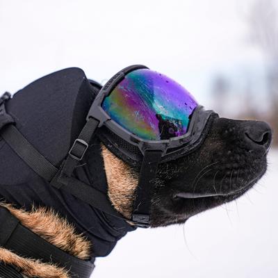 Show full view: Rex Specs Dog Ear Pro, Black, 4 slide 10 of 10