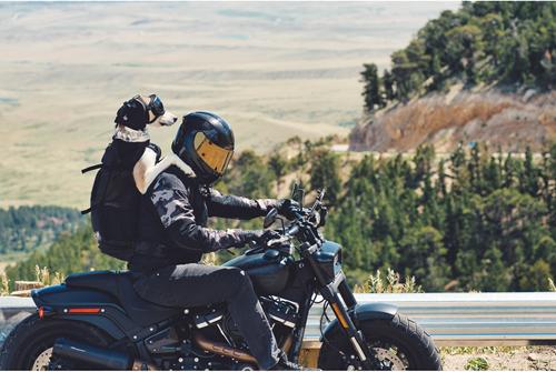 Show full view: Rex Specs Dog Ear Pro, Black, 2 slide 9 of 9