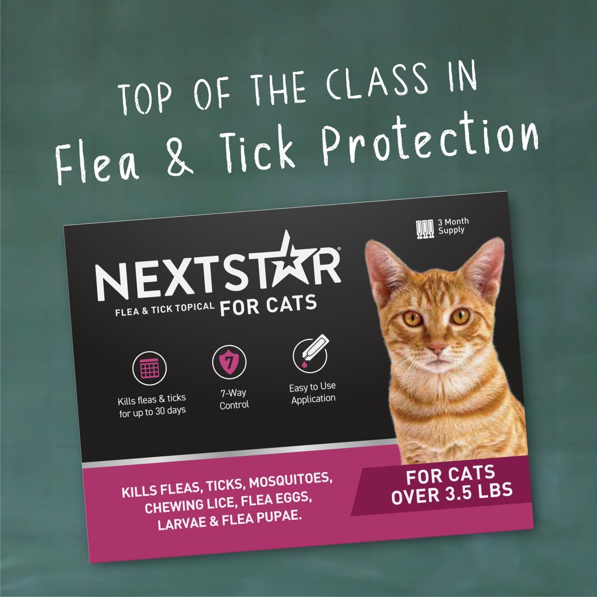 View of NEXTSTAR Fast Acting Cat Flea & Tick Treatment, 1 dose - Chewy.com