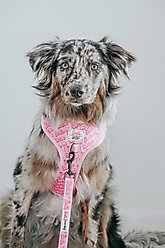 Sassy Woof Malibu Dog Harness & Leash, Pink, XX-Small: 10 to 14-in chest slide 2 of 8