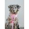 Show in main carousel: Sassy Woof Malibu Dog Harness & Leash, Pink, Small: 16 to 21-in chest slide 9 of 9