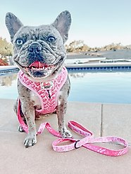 Sassy Woof Malibu Dog Harness & Leash, Pink, X-Large: 24 to 35-in chest slide 2 of 8